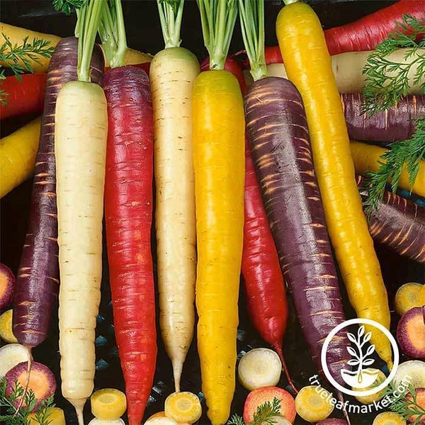 True Leaf Market | True Leaf Market Seed Company
