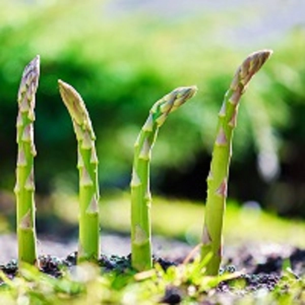 Asparagus : MILLENNIUM   1 year old crown