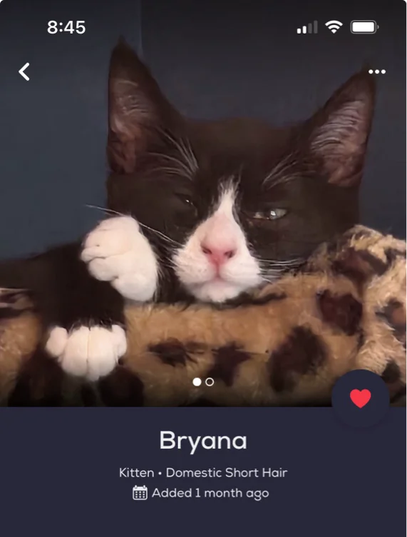 Kitten