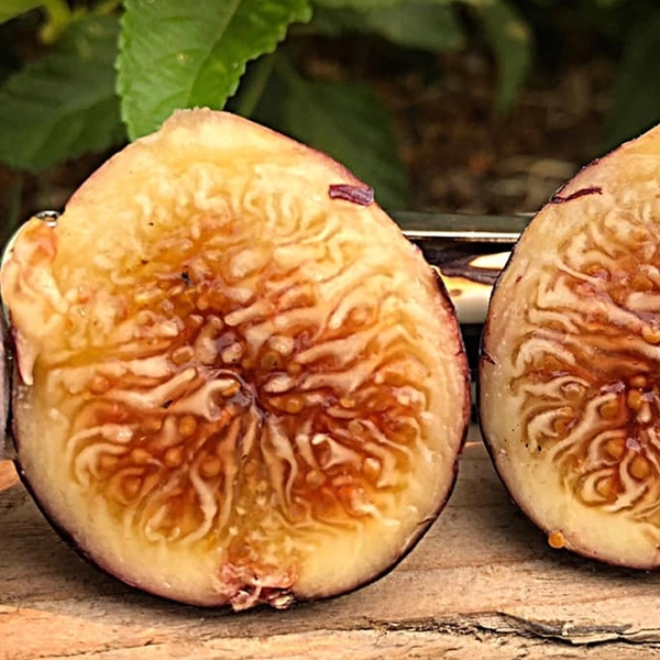 Peter's Honey Fig Trees For Sale at Ty Ty Nursery