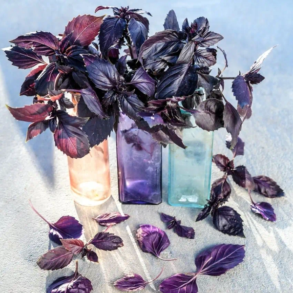 Basil Seeds, Dark Purple Opal 