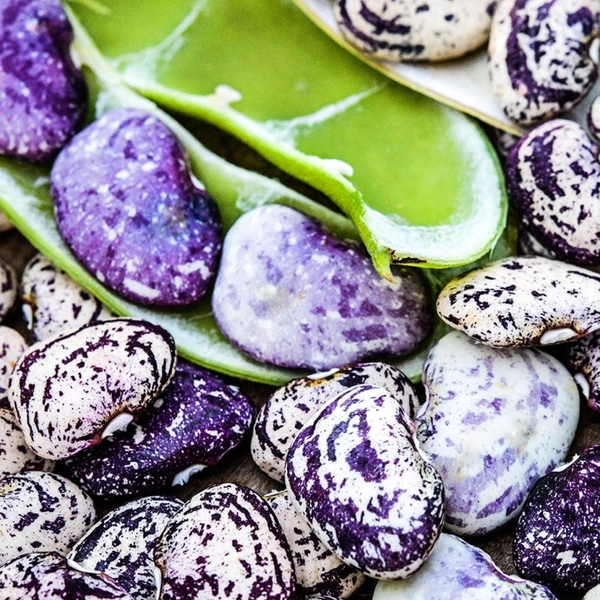 Lima Bean Seeds, Kurzer's Calico Traveler