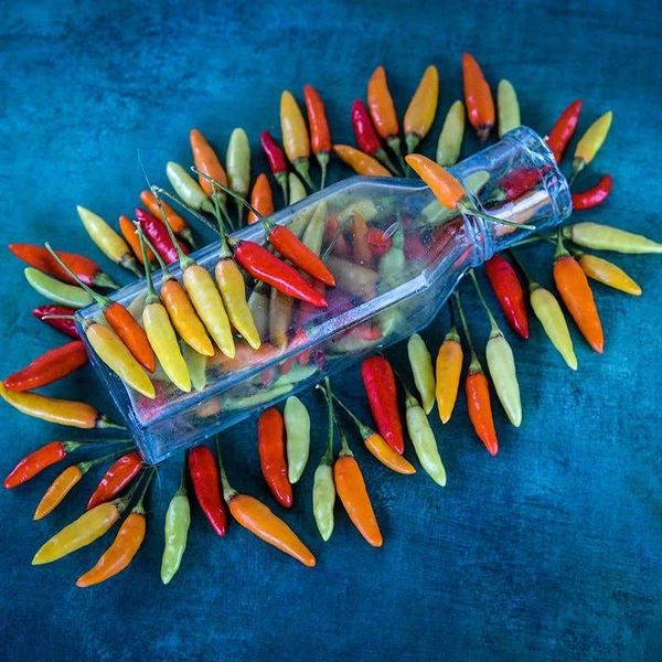Hot Pepper Seeds, Tabasco 
