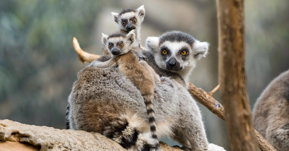 Tickets - Bronx Zoo