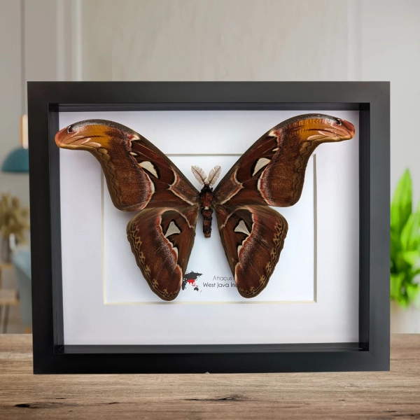 Attacus Atlas, Male, the Atlas Moth, Taxidermy Moth, Entomology Present, Wall Decor, Nature Art, Snake Heads Wing Tips, 10x8 - Etsy UK