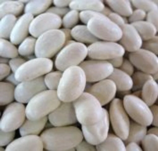 Great Northern Bean Seeds