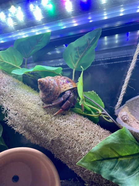 Luffa Crabby Climber Hermit Crab Tank Decor - Etsy