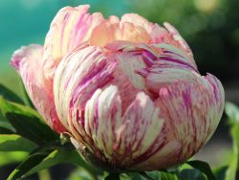 Halbstrauchige Pfingstrose 'Lollipop' - Paeonia Itoh-Hybride 'Lollipop'