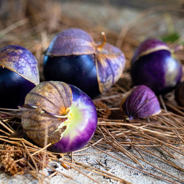 Tomatillo Seeds, Purple Coban 