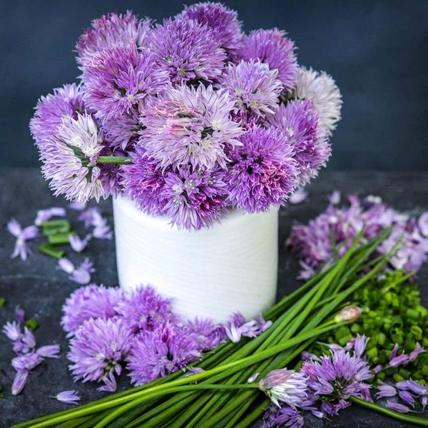 Chive Seeds, Common 