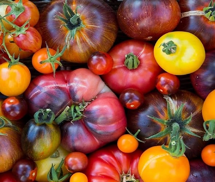Rainbow Beefsteak Tomato Seeds for Planting Heirloom Non-GMO Packets 250 Seeds – Plant & Grow Tomato Home Outdoor Garden, Great Gardening Gift - 1 Packet