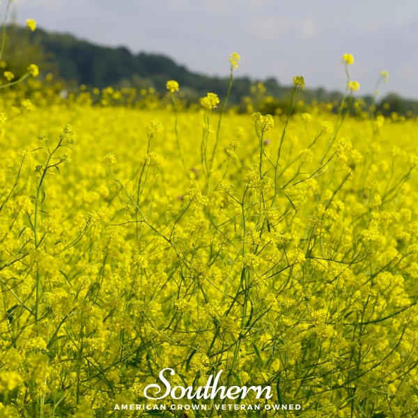 Mustard, Black (Brassica Nigra) - 500 Seeds