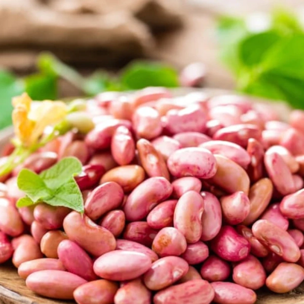 Light Red Kidney Bean Seeds - Heirloom Seeds, Bush Bean, Soup Bean, Chili Bean, Open Pollinated, Untreated, Non-GMO