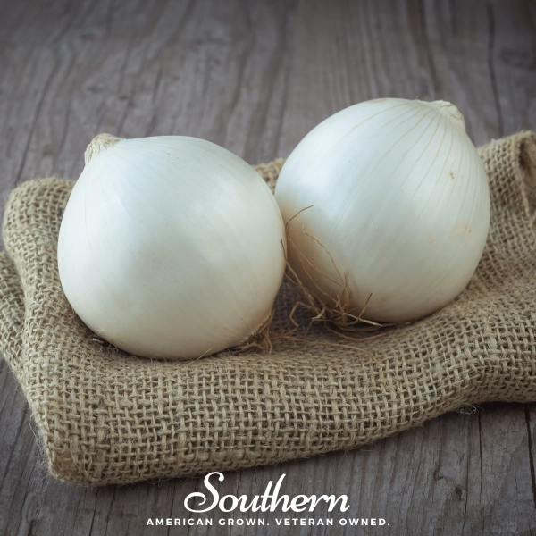 Onion, Spanish White Sweet (Allium cepa) - 200 Seeds