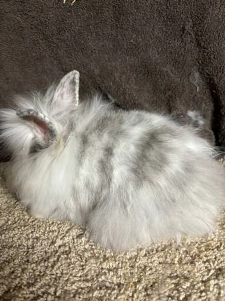 Dwarf Lion Head Bunny - Magpie