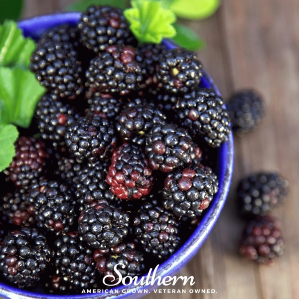 Raspberry, Black (Rubus occidentalis) - 30 Seeds