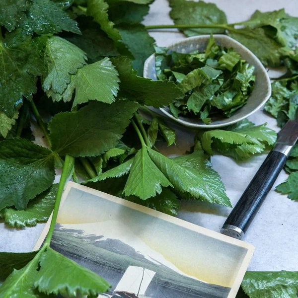 Parsley Seeds, Japanese Mitsuba