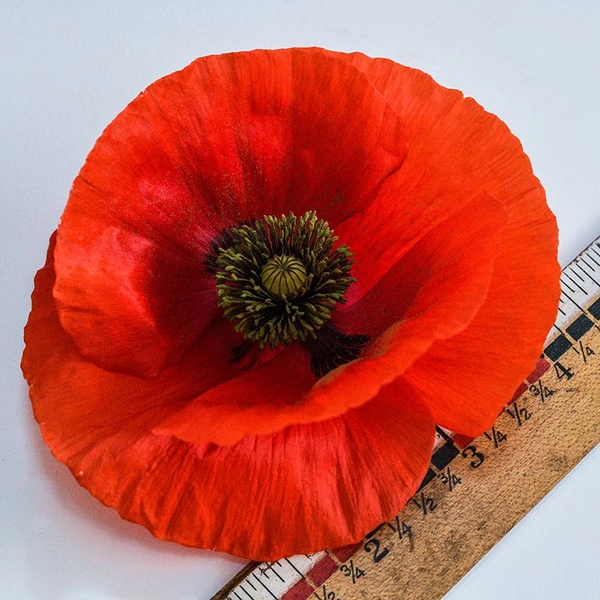 Poppy Seeds, American Legion
