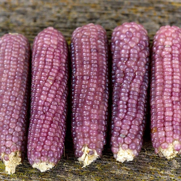 Corn Seeds, Mini Pink Popcorn