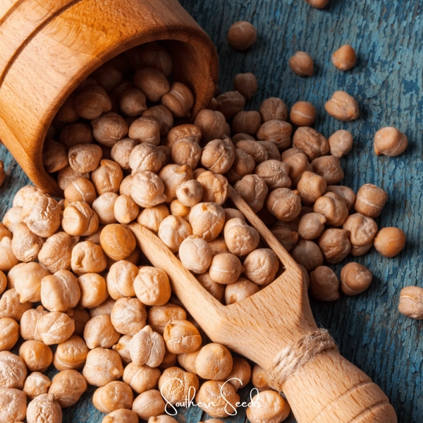 Bean, Garbanzo - Chickpea (Cicer arietinum) - 20 Seeds