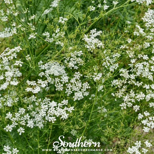 Cumin (Cuminum cyminum) - 100 Seeds
