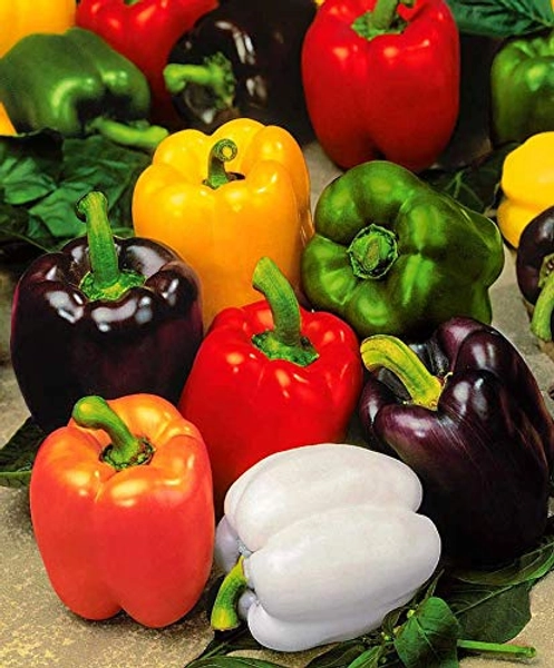 Seeds Sweet Bell Pepper Rainbow Red Mix Vegetable for Planting Heirloom Non GMO