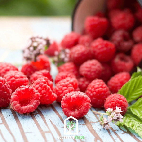 Raspberry, Red European (Rubus idaeus) - 30 Seeds