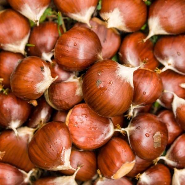 Buy Colossal Chestnut Tree from Ty Ty Nursery