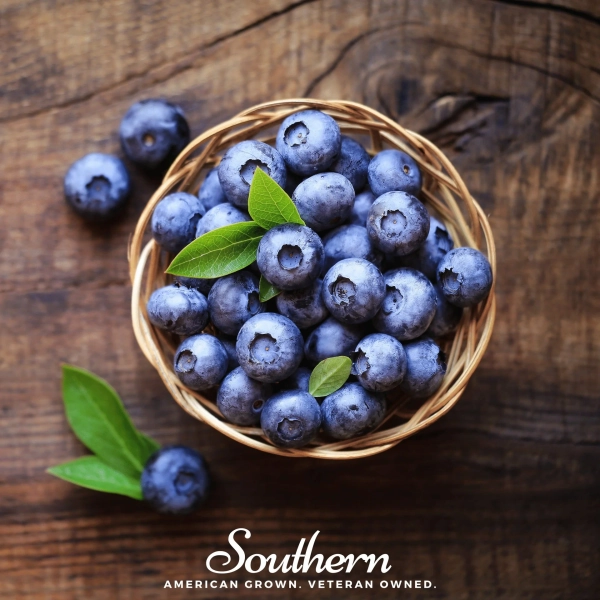 Blueberry, Northern Highbush (Vaccinium corymbosum) - 50 Seeds