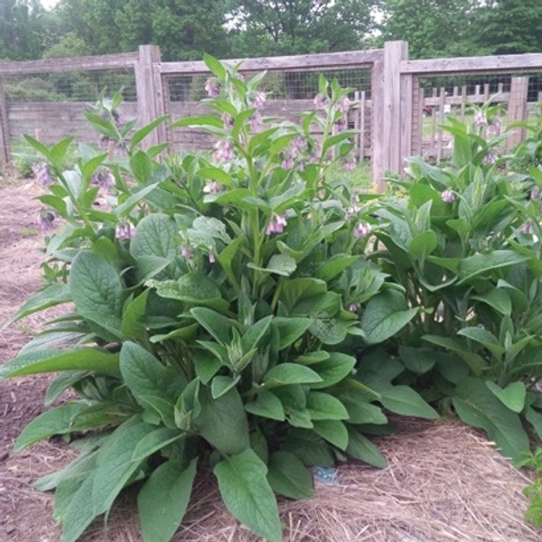 Comfrey : BOCKING 4™   8cm (3¼") pot