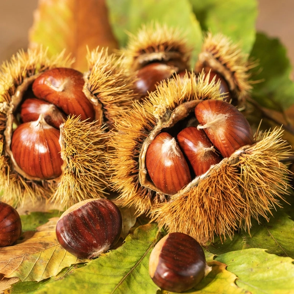 Buy Revival Chestnut Tree from Ty Ty Nursery