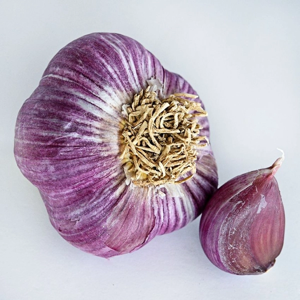 Garlic Bulbs, Music 