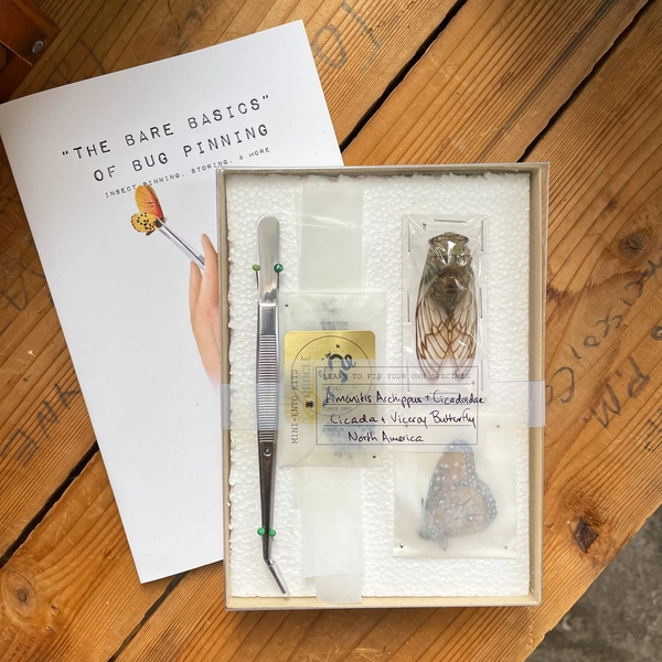 Double Feature DIY Bug Kit — Oracle Natural Science
