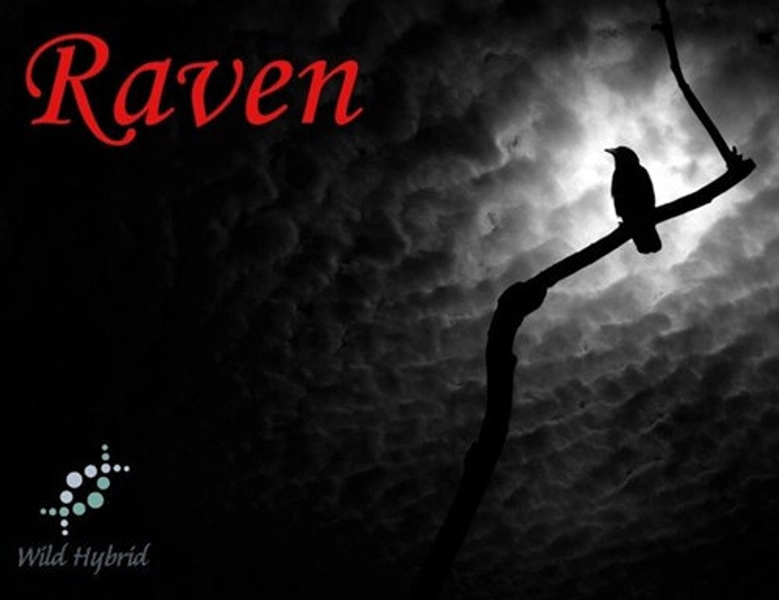Raven