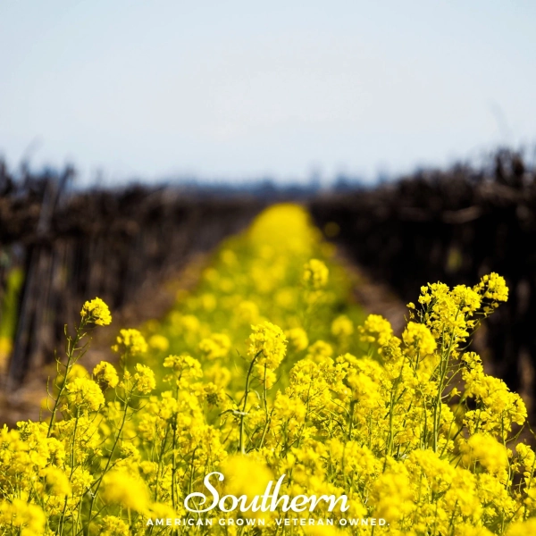 Mustard, Yellow (Sinapis alba) - 200 Seeds