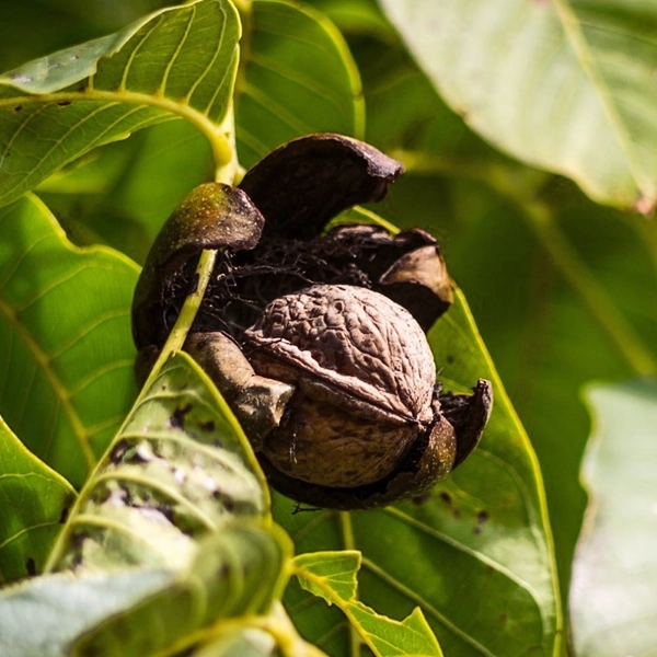 American Black Walnut Trees For Sale at Ty Ty Nursery