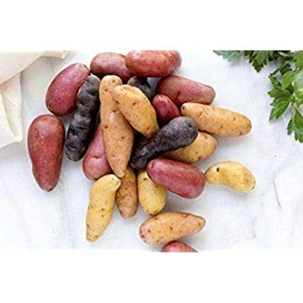 Simply Seed - 10 Piece - Fingerling Potato Seed Mix - Non GMO - American Raised - Ready for Planting