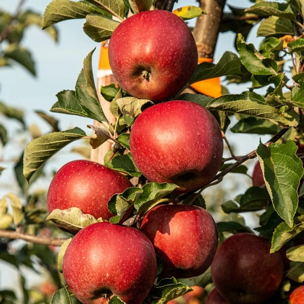 Honeycrisp Apple Trees For Sale at Ty Ty Nursery