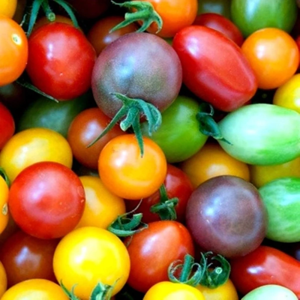 Tomato Rainbow Cherry Mix Seeds - Colorful Heirloom Blend