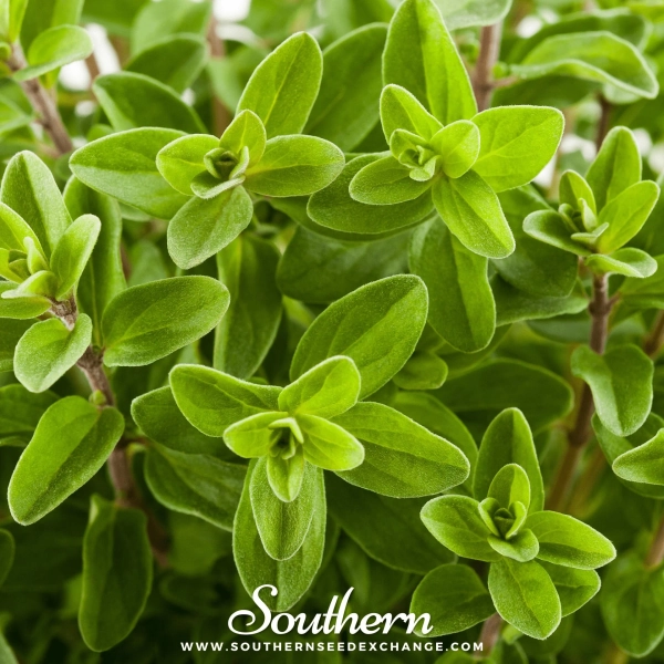 Marjoram, Sweet (Origanum majorana) - 100 Seeds