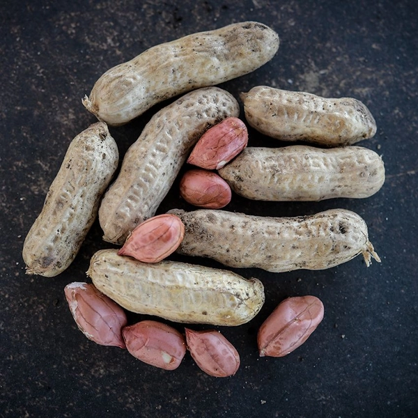 Peanut Seeds, Tennessee Red