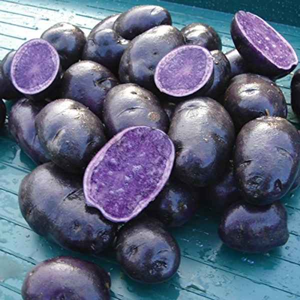 Simply Seed - Purple Majesty - Naturally Grown Seed Potatoes - 3 LB- Ready for Fall Planting
