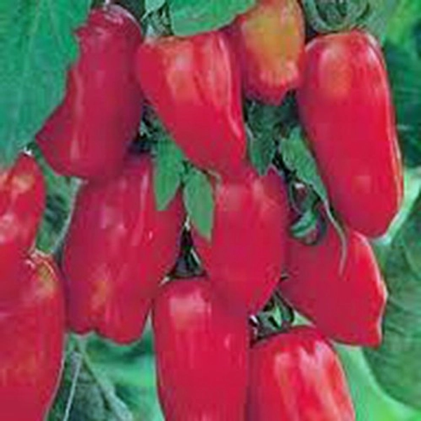 TOMATO, SAN MARZANO, HEIRLOOM, 50+ SEEDS, TOMATO SEEDS, CLASSIC TOMATO