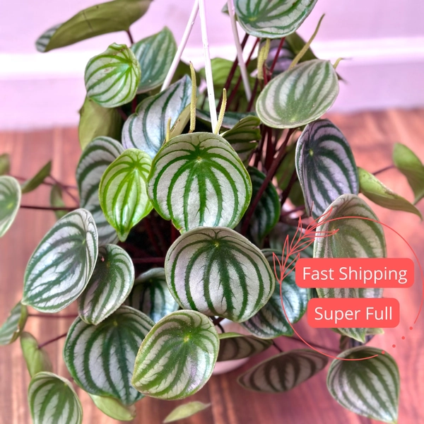 Peperomia Watermelon | Peperomia Plant | Live Peperomia Watermelon Plant | Peperomia Obtusifolia Watermelon | Rare Peperomia Plants | Plants