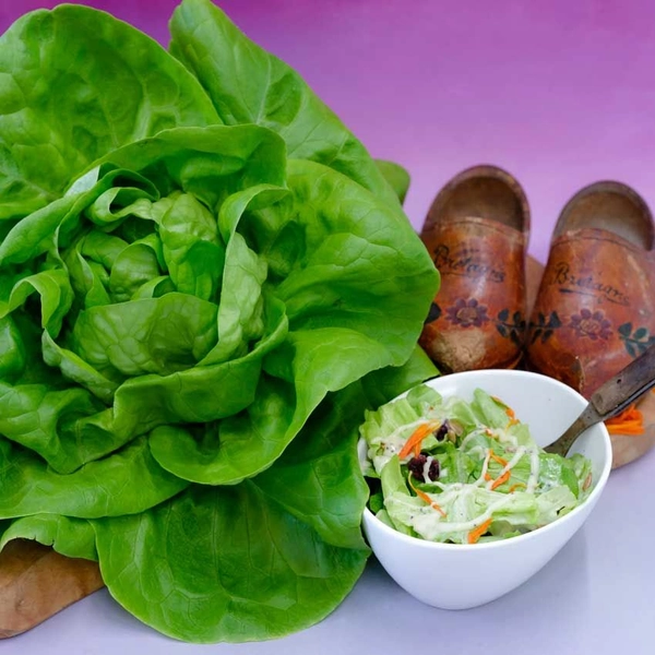 Lettuce Seeds, Gustav's Salad 