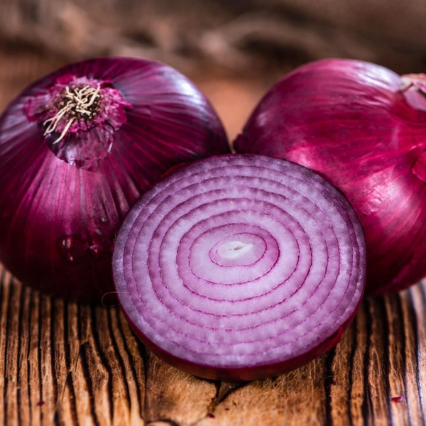 Ruby Red Onion (Allium cepa) Long Day