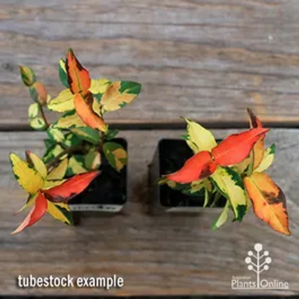 Trachelospermum Summer Sunset - variegated star jasmine