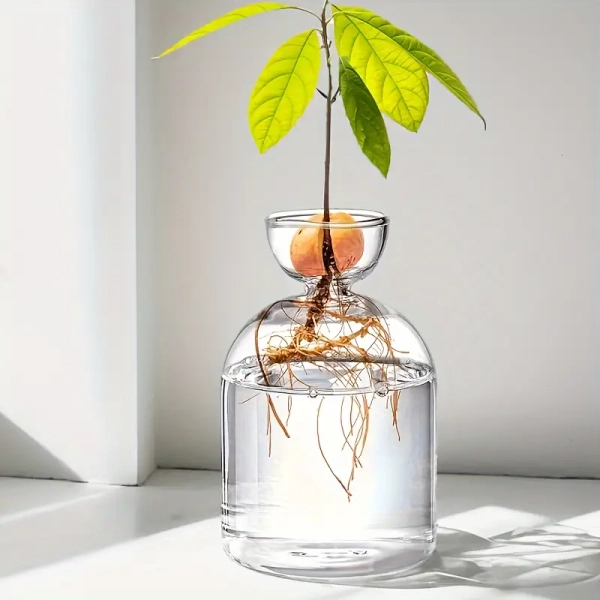 1pc pot de   de germination de graines d'avocat, pot de   de germination de graines, vase de croissance d'arbre d'avocat en verre, pot de propagation de fleurs en verre pour plantes hydroponiques, décoration de bureau à domicile | Livraison Gratuite Sur Les Articles Expédiés Par Temu | Temu
