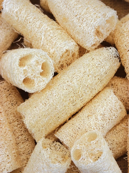 Squash, Gourd, Ornamental Luffa
