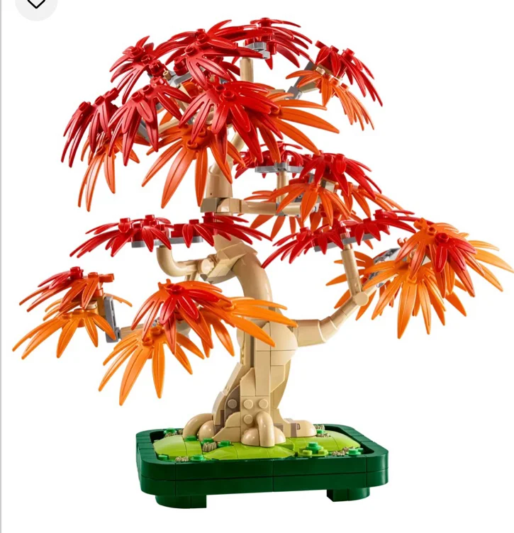 Japanese red maple bonsai tree